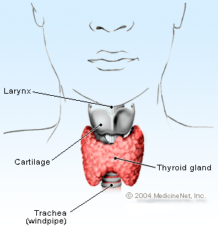 thyroid_gland.gif